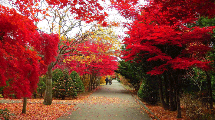 Trung tâm Hiraoka Jugei.