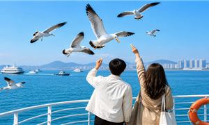 Trải nghiệm đi phà cho Hải Âu ăn