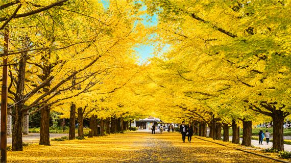 Meiji Jingu Gaien