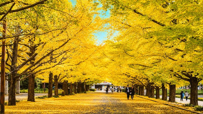 Meiji Jingu Gaien