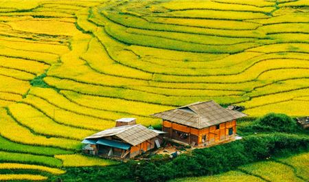 Tour Tây Bắc 2N1Đ: Hà Nội - Săn Mây Ngải Thầu - Chợ Phiên Mường Hum - Y Tý Mùa Lúa Chín