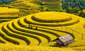 Đồi Mâm Xôi