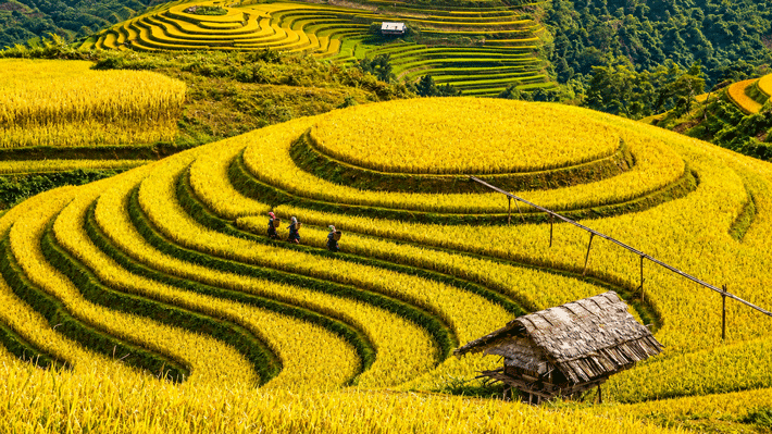 Tây Bắc 2N1Đ: Hà Nội – Mù Cang Chải Mùa Lúa Chín – Đồi Móng Ngựa
