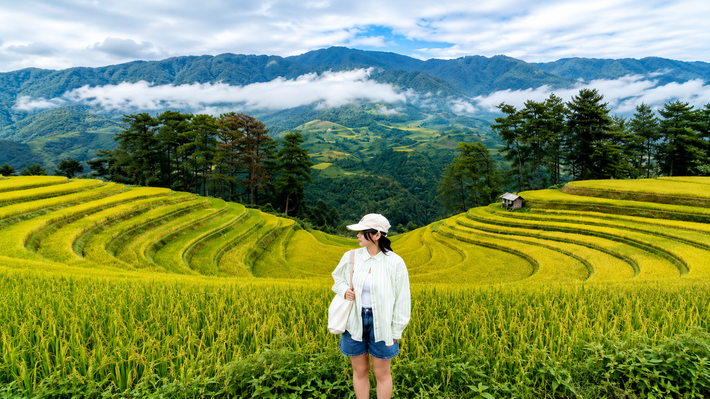 Tây Bắc 2N1Đ: Hà Nội – Mù Cang Chải Mùa Lúa Chín – Đồi Móng Ngựa