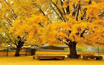 Tour Hàn Quốc 5N4Đ: HCM - Seoul - Công Viên Everland - Đảo Nami - Hải Âu