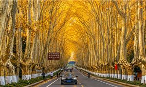 Đại lộ ngô đồng, Nam Kinh.