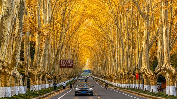Đại Lộ Ngô Đồng