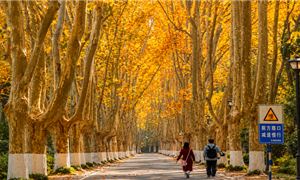 Hàng cây ngô đồng, Nam Kinh.