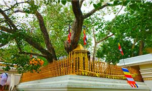 Cây Bồ Đề Sri Maha Bodhi